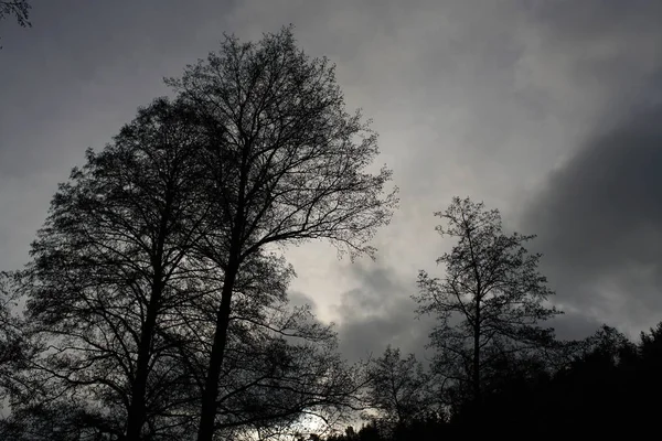 Dystra Landskap Med Mörka Träd Fotograferade Skumma Stormiga Vinter Eftermiddag — Stockfoto