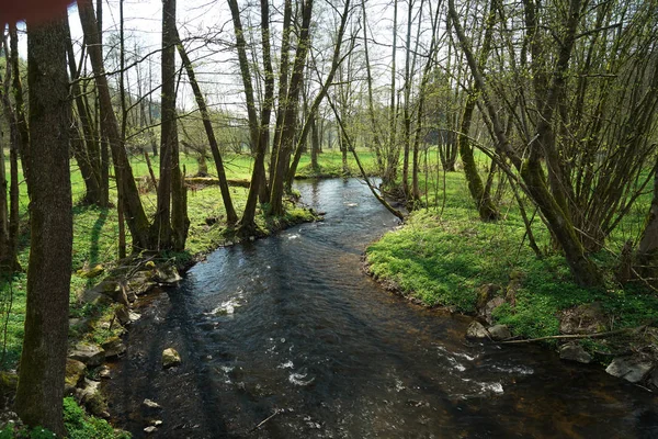 Paisajes Sombríos Con Árboles Oscuros Fotografiados Una Turbia Tarde Invierno — Foto de Stock