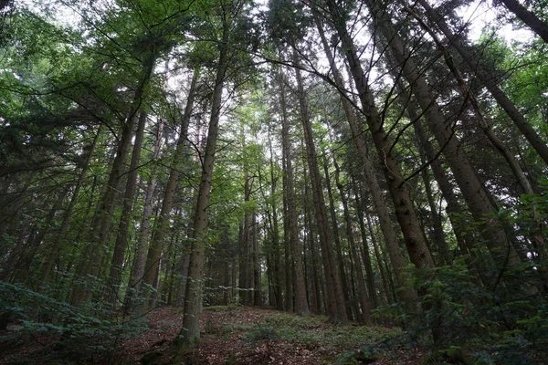 ドイツの暗い嵐の冬の午後に撮影された暗い木と暗い風景 — ストック写真