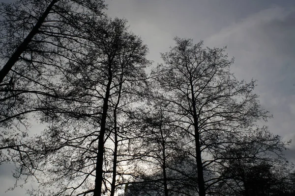 Paesaggi Cupi Con Alberi Scuri Fotografati Oscuro Pomeriggio Invernale Tempestoso — Foto Stock