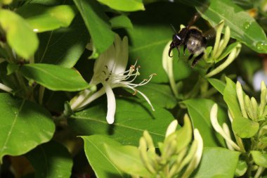 Bumblebee bir Alman bahçesinde çiçekler üzerinde nektar toplama