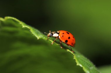 Almanya'da bahçede bir yaprak üzerinde bilinmeyen böcek
