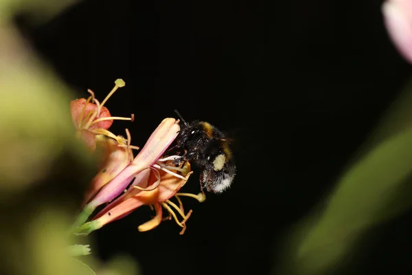 Bumblebee Bir Alman Bahçesinde Çiçekler Üzerinde Nektar Toplama — Stok fotoğraf