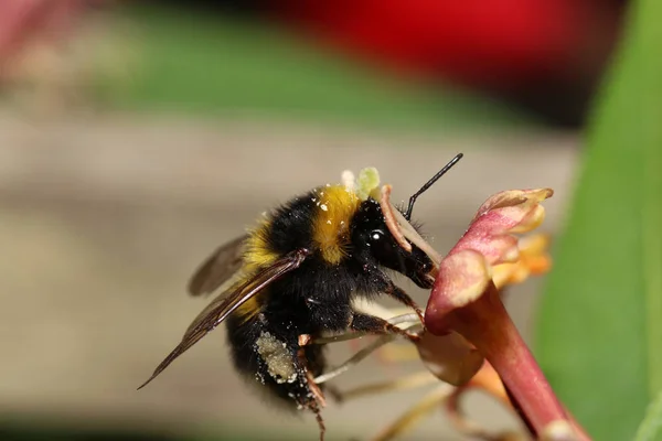 Bumblebee Zbierając Nektar Kwiatach Niemieckim Ogrodzie — Zdjęcie stockowe