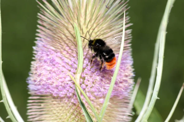 Hummeln Sammeln Nektar Auf Blumen Einem Deutschen Garten — Stockfoto