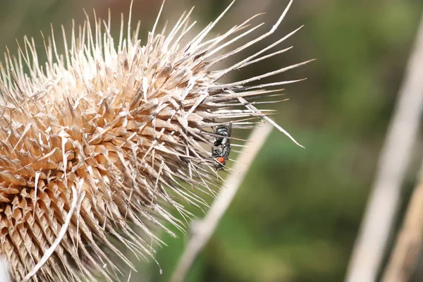 Unbekannter Käfer Auf Blatt Garten Deutschland — Stockfoto