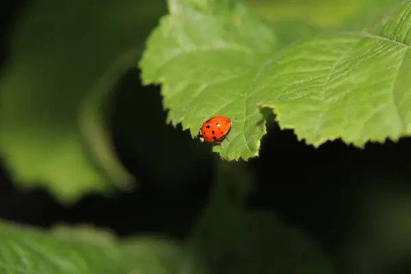 Onbekende Kever Een Blad Tuin Duitsland — Stockfoto