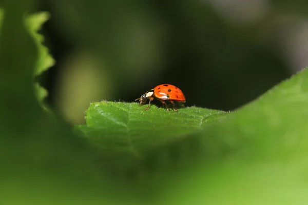 Onbekende Kever Een Blad Tuin Duitsland — Stockfoto