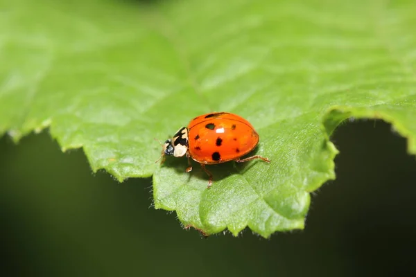 Escarabajo Desconocido Una Hoja Jardín Alemania — Foto de Stock