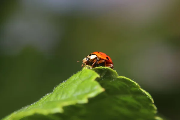 德国花园里一片叶子上的未知甲虫 — 图库照片
