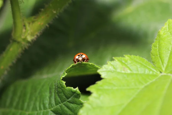 德国花园里一片叶子上的未知甲虫 — 图库照片