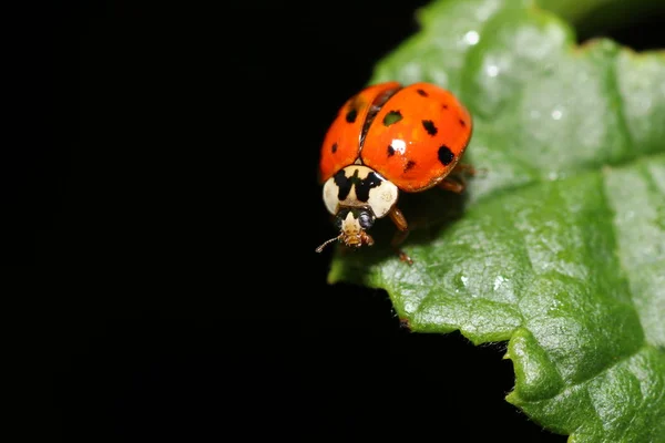 Onbekende Kever Een Blad Tuin Duitsland — Stockfoto