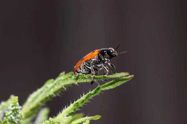 Onbekende Kever Een Blad Tuin Duitsland — Stockfoto