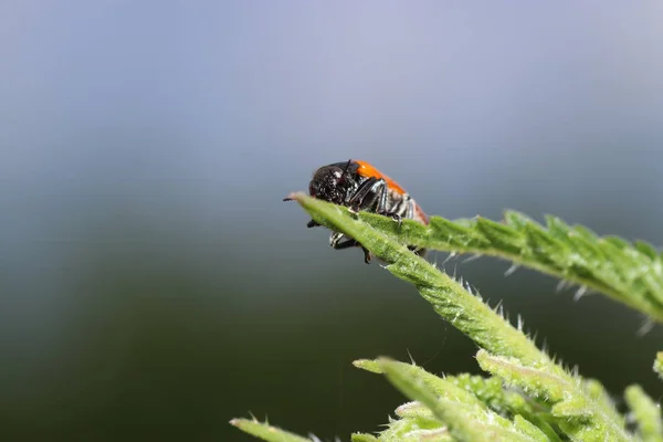 Onbekende Kever Een Blad Tuin Duitsland — Stockfoto