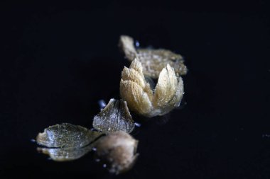 En iyi stüdyo kalitesinde mutfak baharatlar için Baharatlar kısmen alınan makro lens ile siyah arka plan karşı izole fotoğraflandı