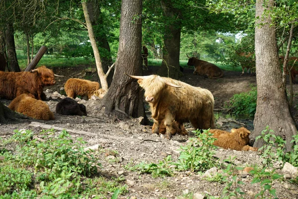 Bovini Scozzesi Longhorn Nel Pascolo Vicino Torrente Germania — Foto Stock