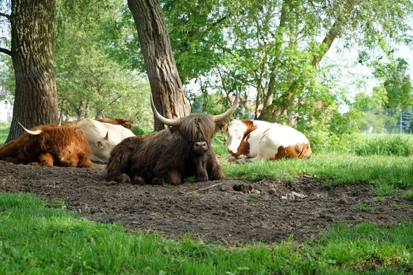 Skót Longhorn Szarvasmarha Legelőn Közelében Patak Németországban — Stock Fotó