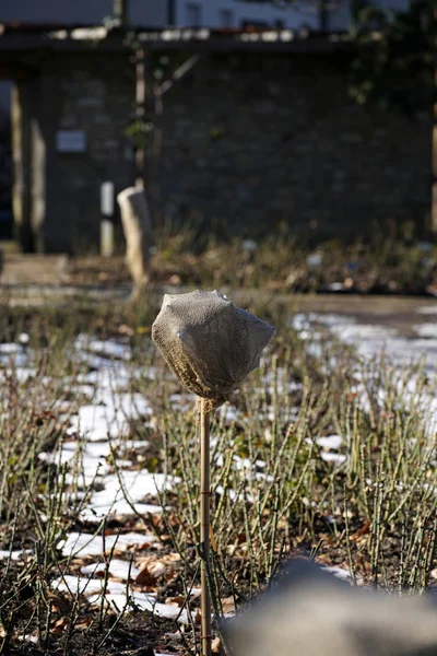 Rozen Verpakt Jute Zakken Wachten Warmere Temperaturen Jute — Stockfoto