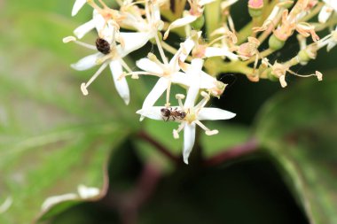 Doğal ortamlarında yüksek çözünürlükte fotoğraflanmış karıncalar