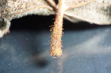 En iyi kalitede makro modda fotoğraflanan Alman bitki levhaları