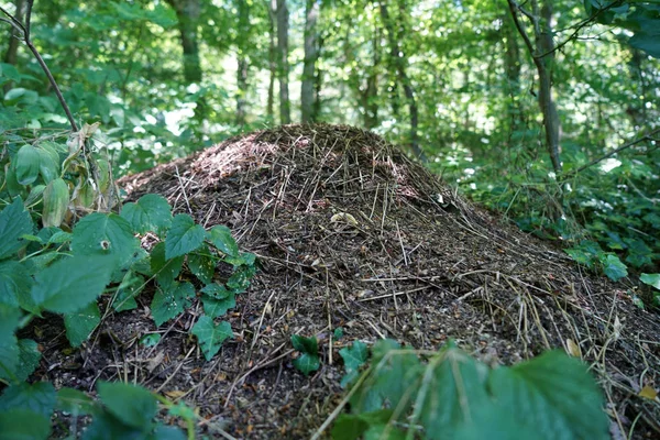 Gefotografeerde Mieren Met Een Hoge Resolutie Hun Natuurlijke Omgeving — Stockfoto