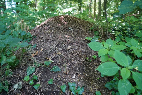 Fotografierte Ameisen Mit Hoher Auflösung Ihrer Natürlichen Umgebung — Stockfoto