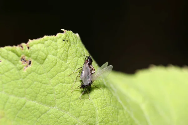 Fotografierte Ameisen Mit Hoher Auflösung Ihrer Natürlichen Umgebung — Stockfoto