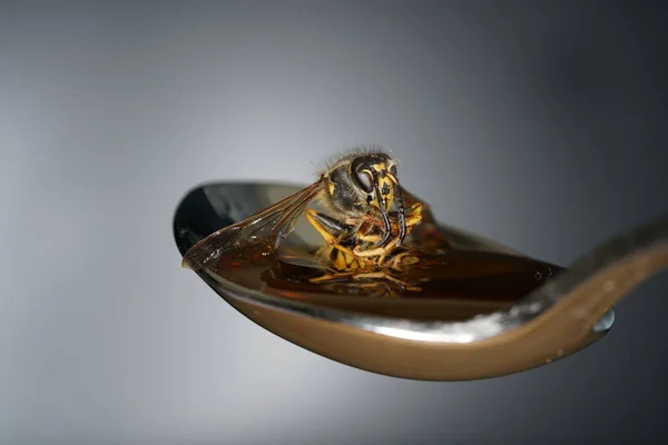 Biene Leckt Löffel Auf Honig Und Klebt — Stockfoto
