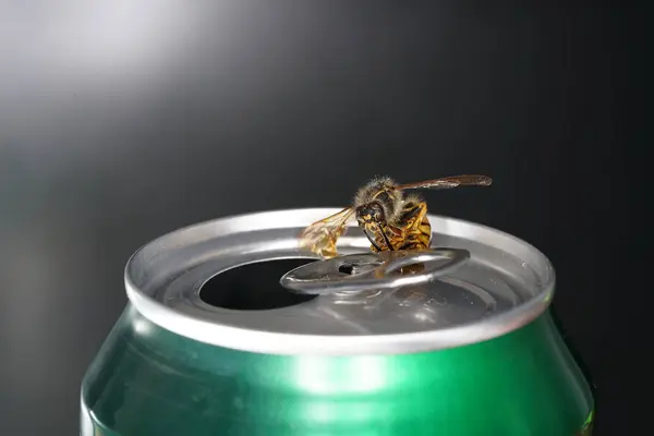 Bee Soda Can Macro Shot Photographed Best Resolution — Stock Photo, Image