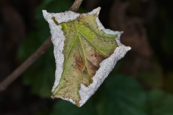 Fogli Piante Tedesche Fotografati Modalità Macro Nella Migliore Qualità — Foto Stock