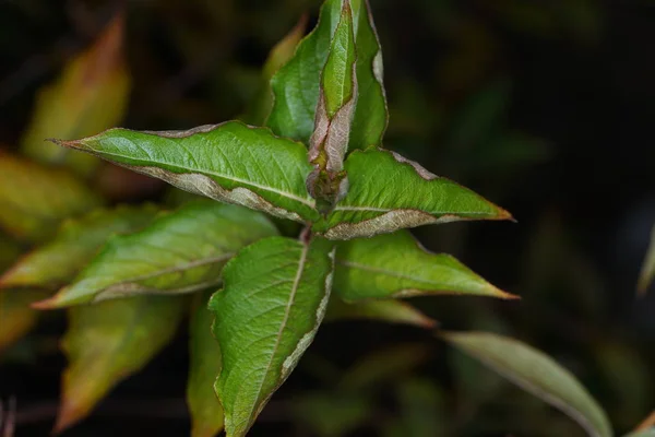 Vellen Van Duitse Planten Gefotografeerd Macromodus Beste Kwaliteit — Stockfoto