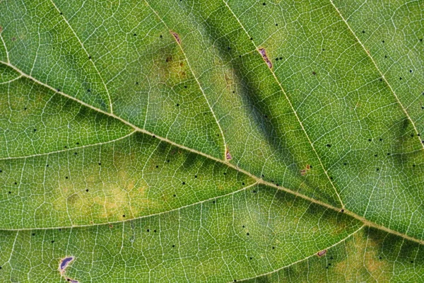 最高の品質でマクロモードで撮影ドイツの植物のシート — ストック写真