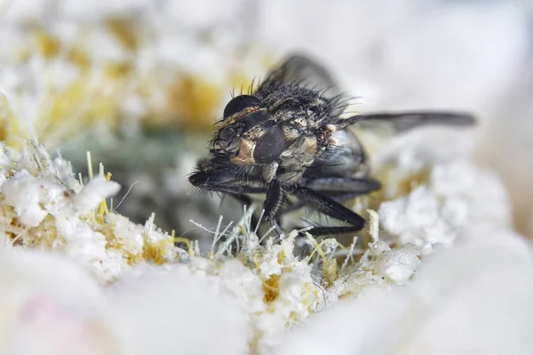 Housefly Birkaç Kez Fotoğraflandı Birlikte Keskin Parçaları Koymak — Stok fotoğraf