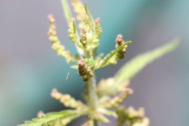 Yüksek çözünürlükte Almanya'dan çeşitli böcekler ve makro ile taranmış