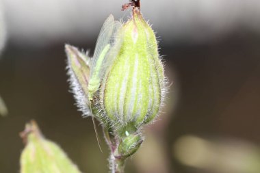Yüksek çözünürlükte Almanya'dan çeşitli böcekler ve makro ile taranmış