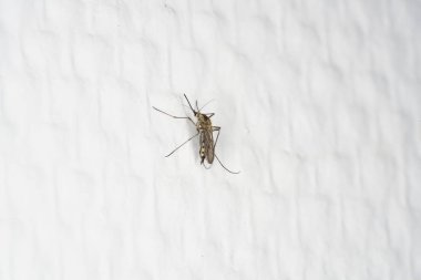 Yüksek çözünürlükte Almanya'dan çeşitli böcekler ve makro ile taranmış