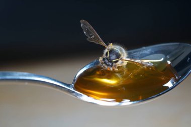 Yüksek çözünürlükte Almanya'dan çeşitli böcekler ve makro ile taranmış