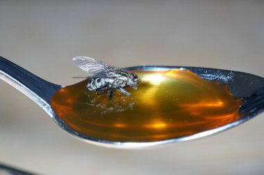 Yüksek çözünürlükte Almanya'dan çeşitli böcekler ve makro ile taranmış