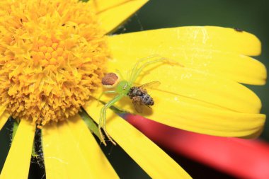Yüksek çözünürlükte Almanya'dan çeşitli böcekler ve makro ile taranmış