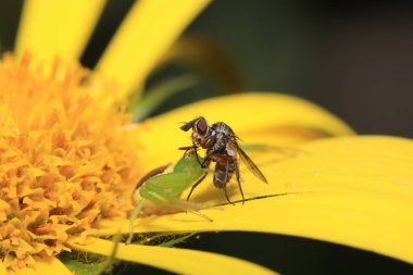 Yüksek çözünürlükte Almanya'dan çeşitli böcekler ve makro ile taranmış