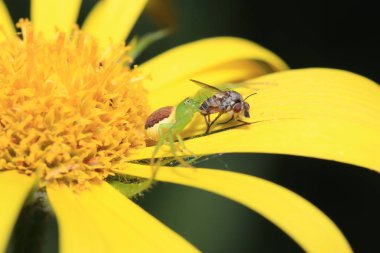 Yüksek çözünürlükte Almanya'dan çeşitli böcekler ve makro ile taranmış