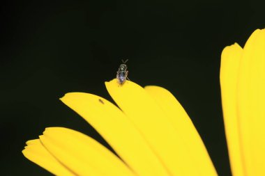 Yüksek çözünürlükte Almanya'dan çeşitli böcekler ve makro ile taranmış