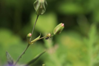Yüksek çözünürlükte Almanya'dan çeşitli böcekler ve makro ile taranmış