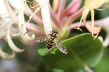 Yüksek çözünürlükte Almanya'dan çeşitli böcekler ve makro ile taranmış