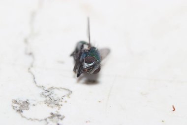 Yüksek çözünürlükte Almanya'dan çeşitli böcekler ve makro ile taranmış