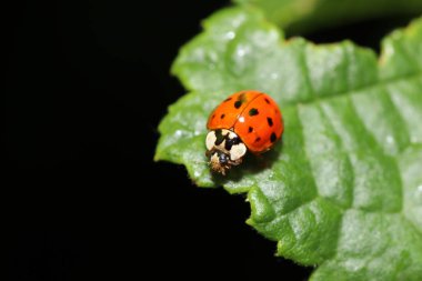 Yüksek çözünürlükte Almanya'dan çeşitli böcekler ve makro ile taranmış