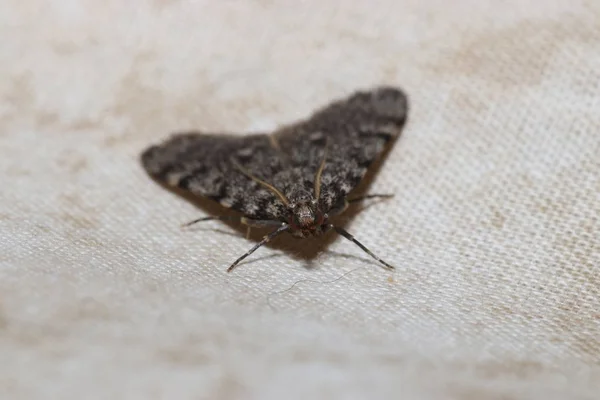 Verschiedene Insekten Aus Deutschland Hoher Auflösung Und Gescannt Mit Makro — Stockfoto