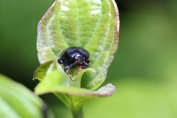 Varios Insectos Alemania Alta Resolución Escaneados Con Macro — Foto de Stock