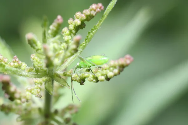 Verschiedene Insekten Aus Deutschland Hoher Auflösung Und Gescannt Mit Makro — Stockfoto