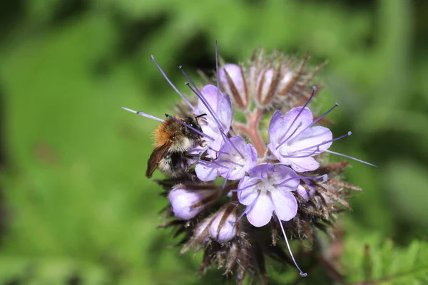 Olika Insekter Från Tyskland Hög Upplösning Och Skannas Med Makro — Stockfoto